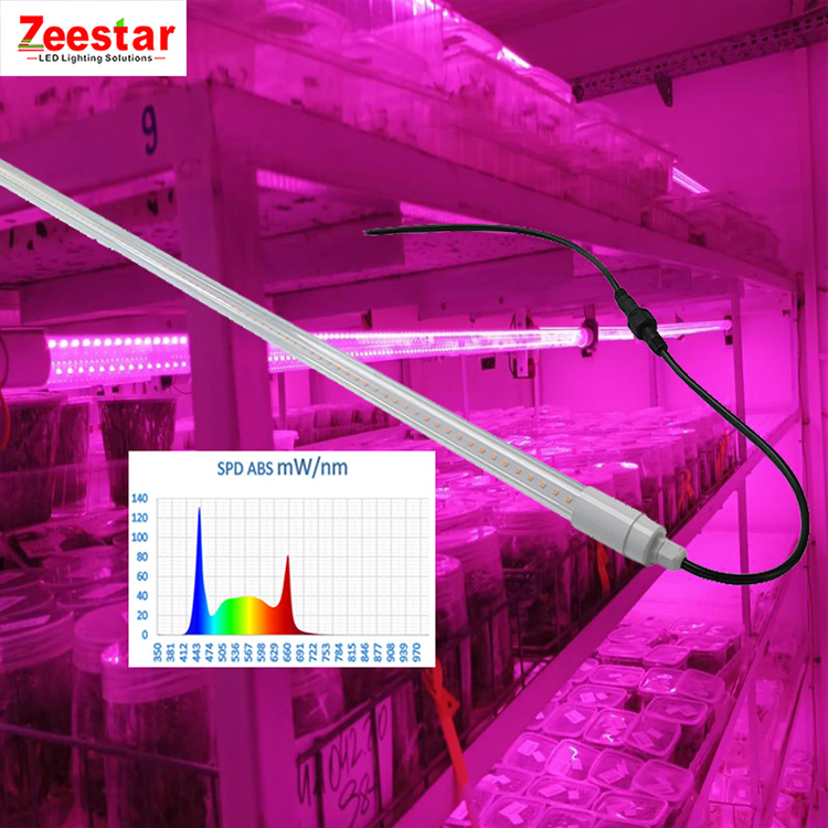 led grow light led for medical plants growing Anchusa heuchera Hakonechloa Rudbeckia hirta growth