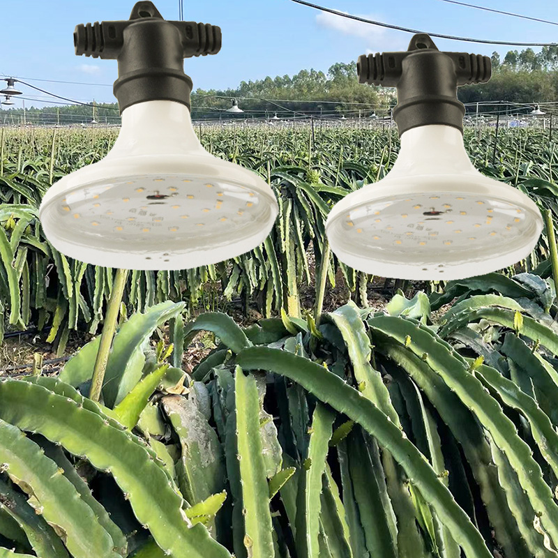 led grow light bulb for dragon fruit growth