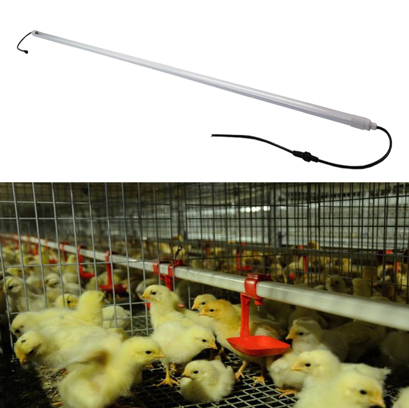 LED tube poultry lights, mainly for chicken houses, broilers, laying hens