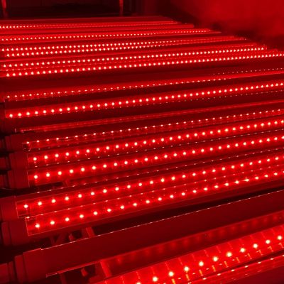 LED Light for Pest Control