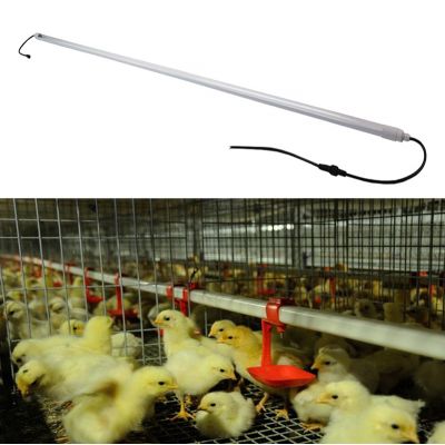 LED Poultry Light